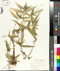 Panicum commutatum image