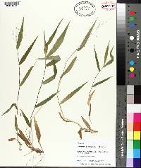 Panicum commutatum image