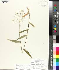 Panicum commutatum image