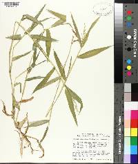 Panicum commutatum image