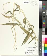 Urochloa arizonica image