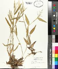 Panicum boscii image