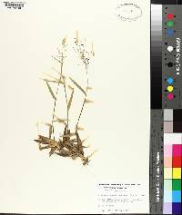 Panicum commutatum var. ashei image