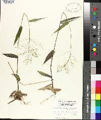 Panicum commutatum var. ashei image