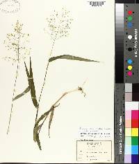 Panicum commutatum var. joorii image