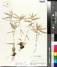 Panicum commutatum var. ashei image