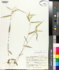 Panicum commutatum var. ashei image