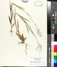 Panicum consanguineum image