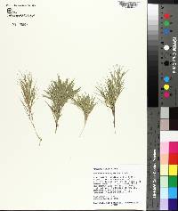 Panicum consanguineum image