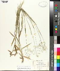 Panicum consanguineum image