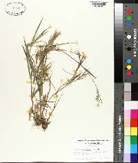 Panicum consanguineum image