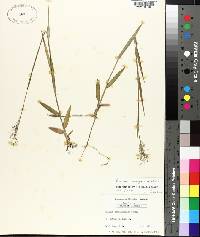 Panicum consanguineum image