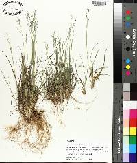 Panicum depauperatum image