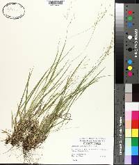 Panicum depauperatum image