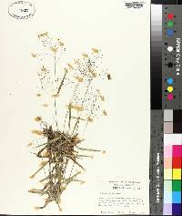 Panicum dichotomum image