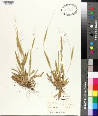 Panicum dichotomum image