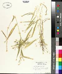 Panicum dichotomiflorum image