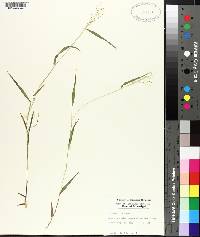 Panicum dichotomum image