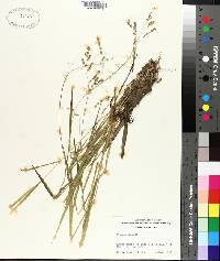 Panicum hians image