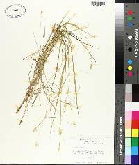 Panicum hians image