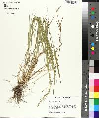 Panicum hians image