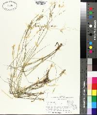 Panicum hians image