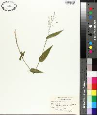 Panicum latifolium image