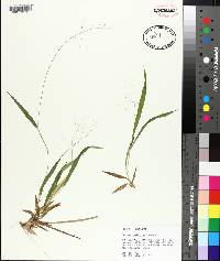 Panicum laxiflorum image