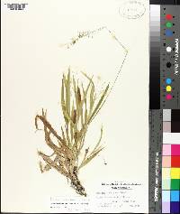 Panicum laxiflorum image