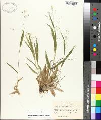 Panicum laxiflorum image