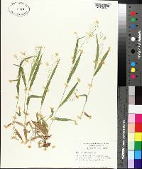 Panicum laxiflorum image