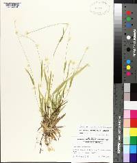 Panicum laxiflorum image