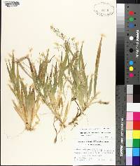 Panicum laxiflorum image