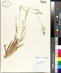 Panicum laxiflorum image