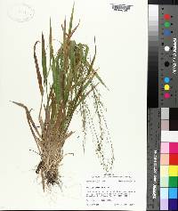 Panicum laxiflorum image