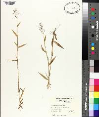 Panicum leucothrix image