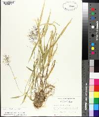 Panicum lindheimeri image