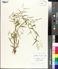 Panicum lindheimeri image