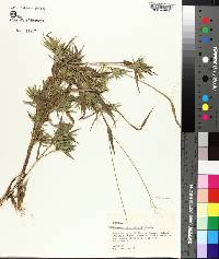 Panicum lindheimeri image