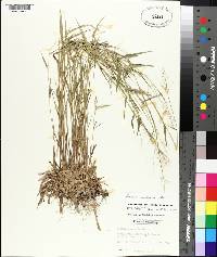 Panicum lindheimeri image