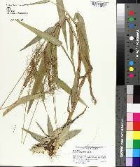 Panicum polyanthes image