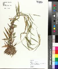 Panicum microcarpon image