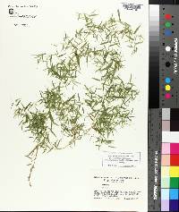 Panicum microcarpon image