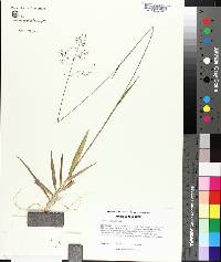 Panicum nudicaule image