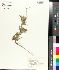Panicum oligosanthes image