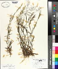 Panicum patentifolium image