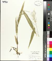 Panicum polyanthes image