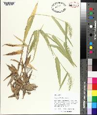 Panicum polyanthes image