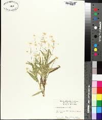 Panicum polyanthes image