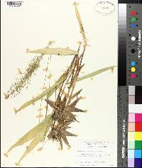 Panicum polyanthes image